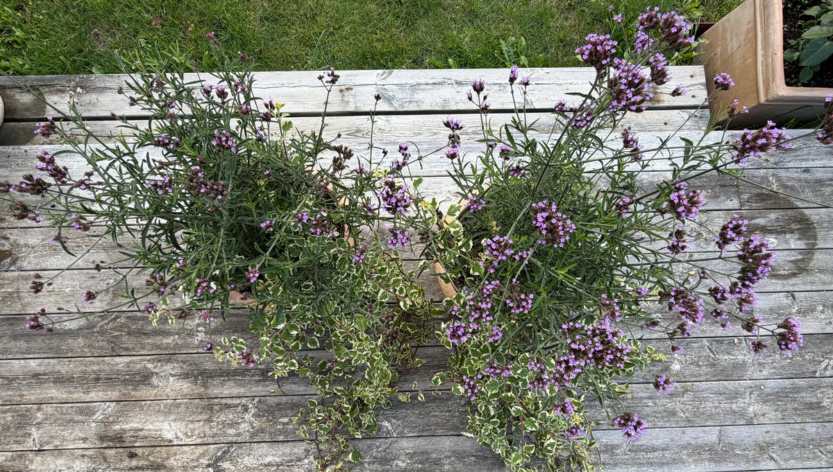 Verbena och Plektrantus